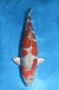 25KOS053 - Doitsu Ochiba