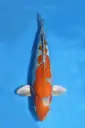 25KOS054 - Doitsu Ochiba