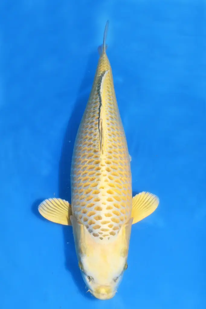 25MDO003 - Mukashi Ogon