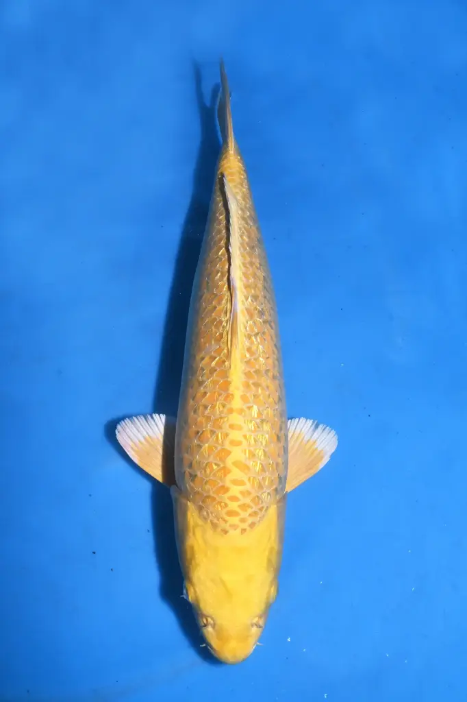 25MHO003 - Ginrin Yamabuki Ogon