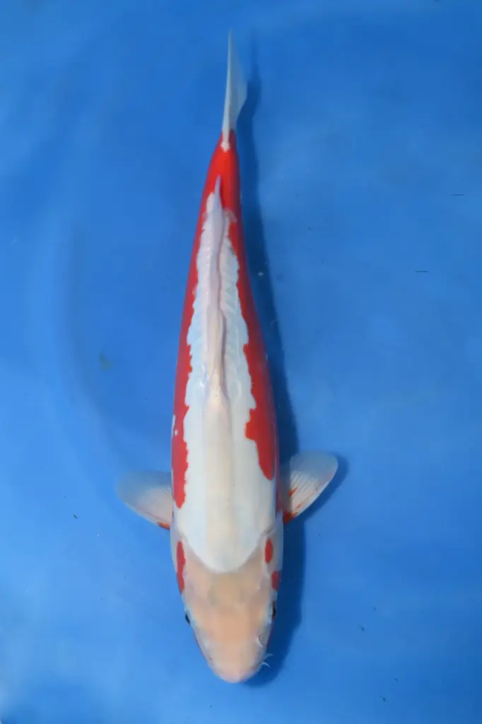 25MHO026 - Kosui