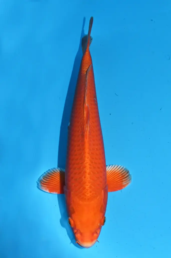 25MHO032 - Orenji Ogon