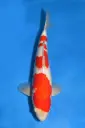 25MJU006 - Kohaku