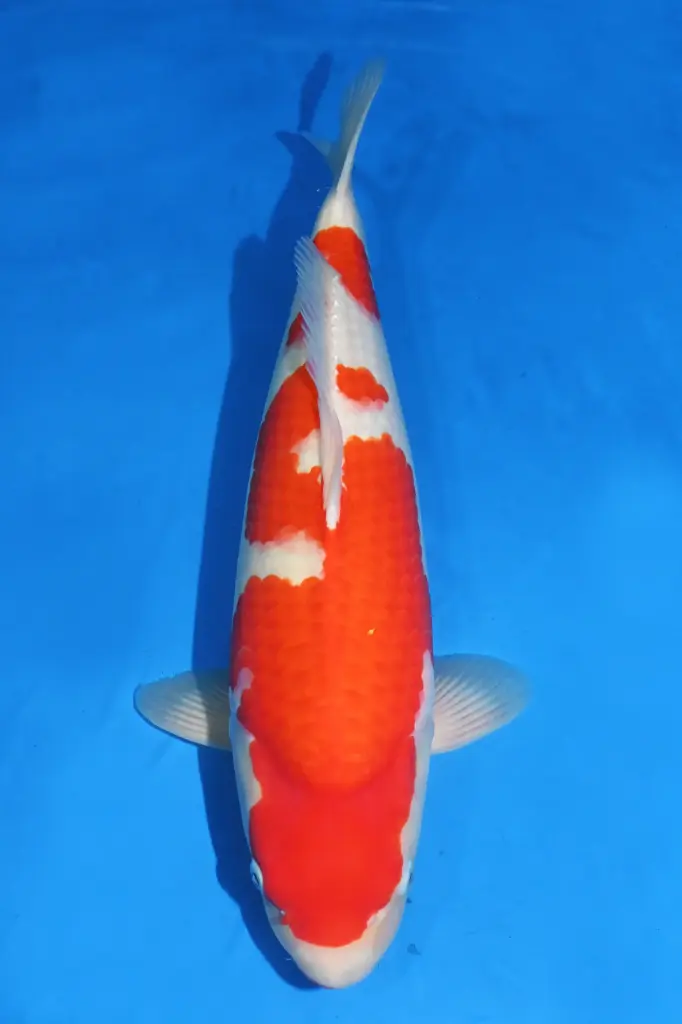 25MJU007 - Kohaku