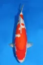 25MJU007 - Kohaku