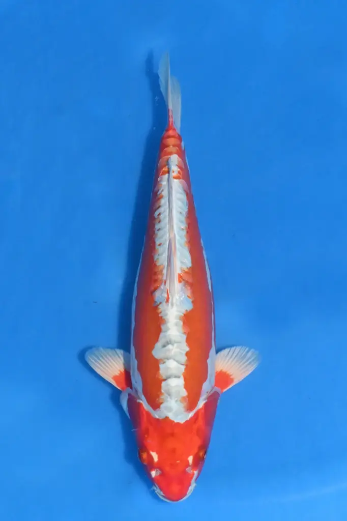 25MJU012 - Kinsui
