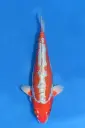 25MJU012 - Kinsui