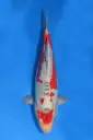 25MJU014 - Shiroji Shusui