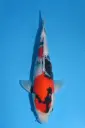 25MJU036 - Showa