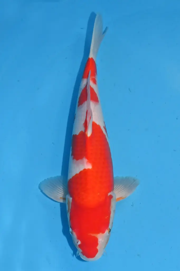 25MJU042 - Kohaku