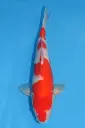 25MJU042 - Kohaku