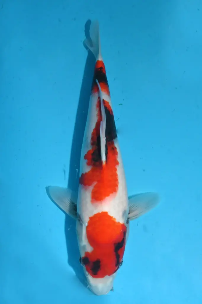 25MJU047 - Showa