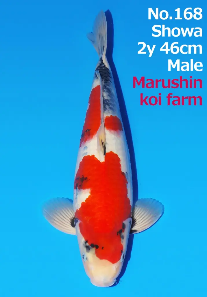 25MRS045 - Showa 