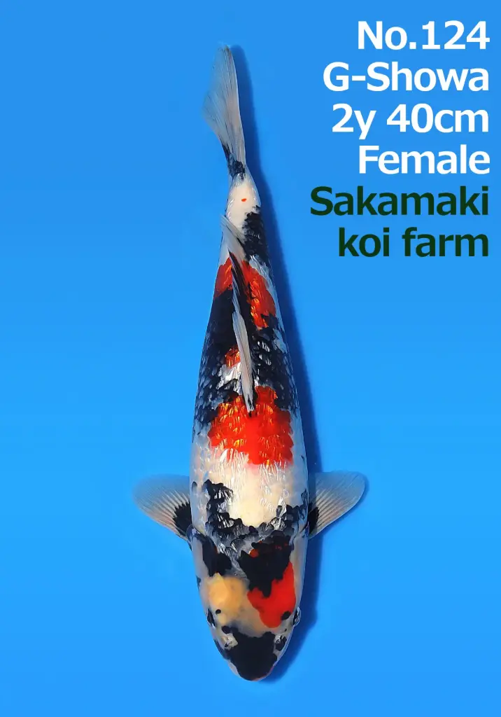 25SAK002 - Ginrin Showa