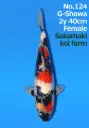25SAK002 - Ginrin Showa
