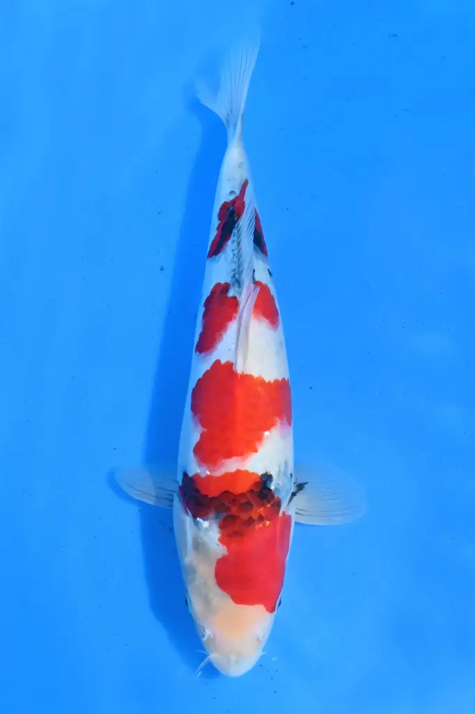 25SEK004 - Showa