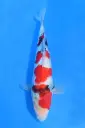 25SEK004 - Showa