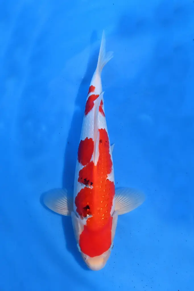 25SEK005 - Pearl Ginrin Sanke