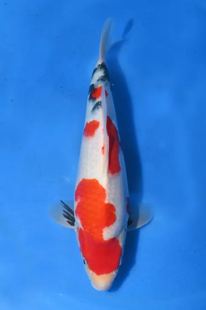 25SEK006 - Showa