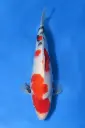 25SEK006 - Showa