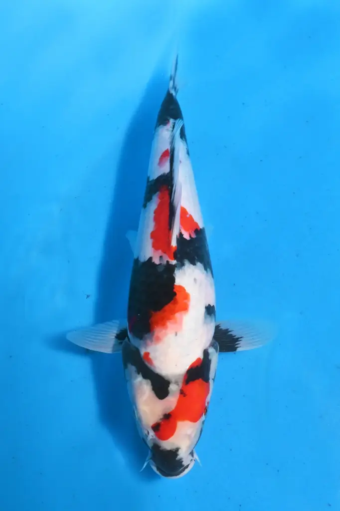 25SEK010 - Kindai Showa