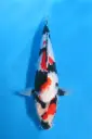 25SEK010 - Kindai Showa