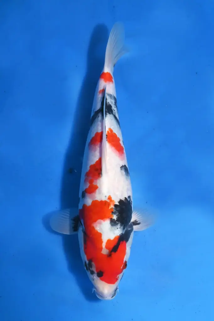 25SEK013 - Kindai Showa
