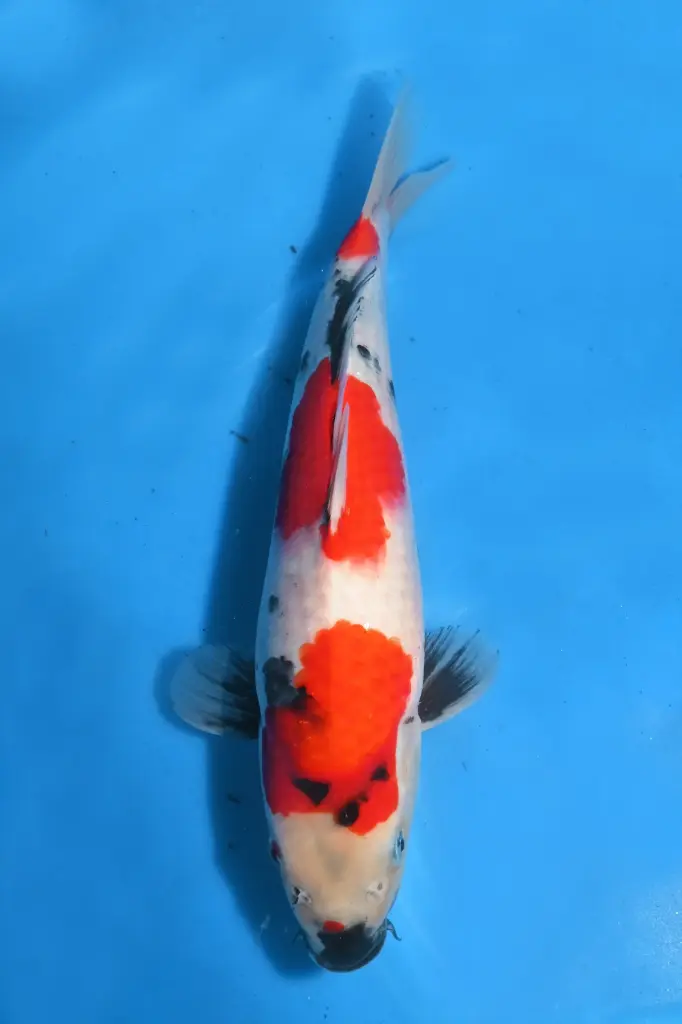 25SEK015 - Showa