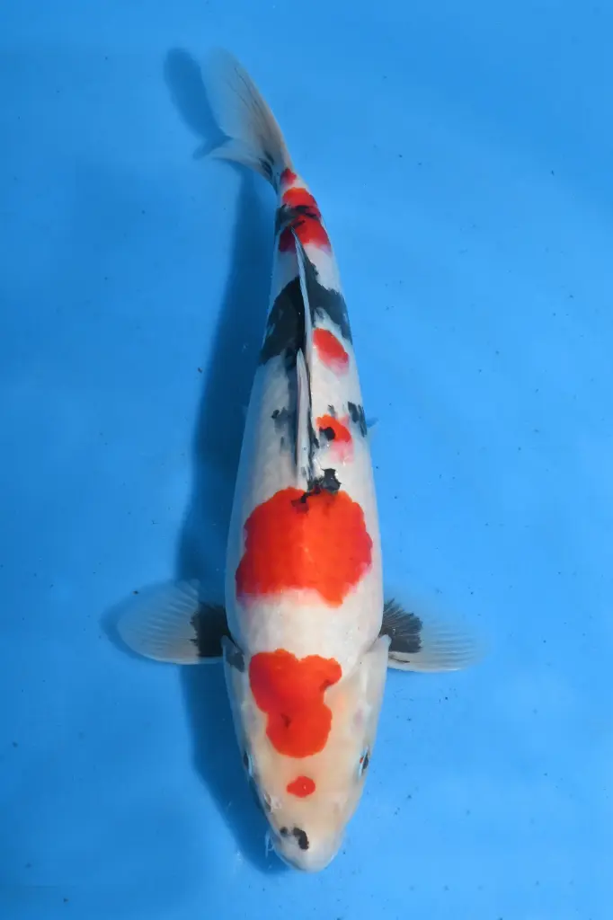 25SEK016 - Kindai Showa