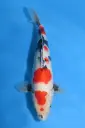 25SEK016 - Kindai Showa