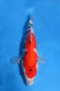 25SEK017 - Showa