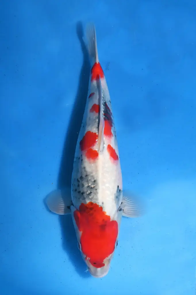 25SEK019 - Showa