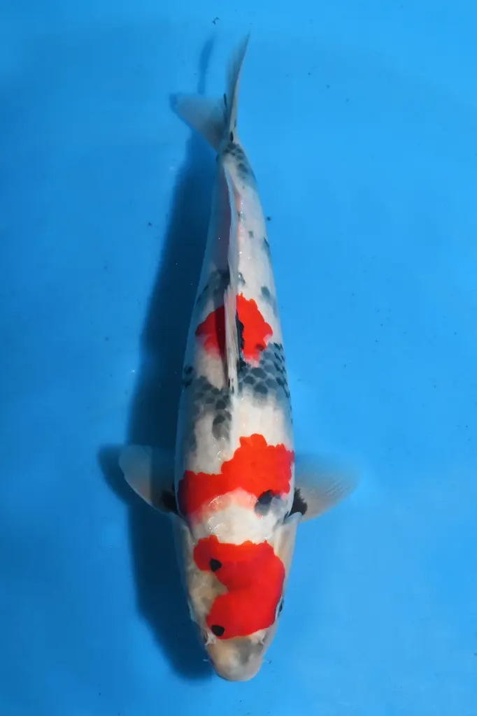 25SEK020 - Showa