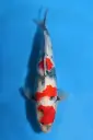 25SEK020 - Showa