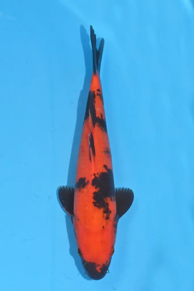 25SHI029 - Hi Utsuri