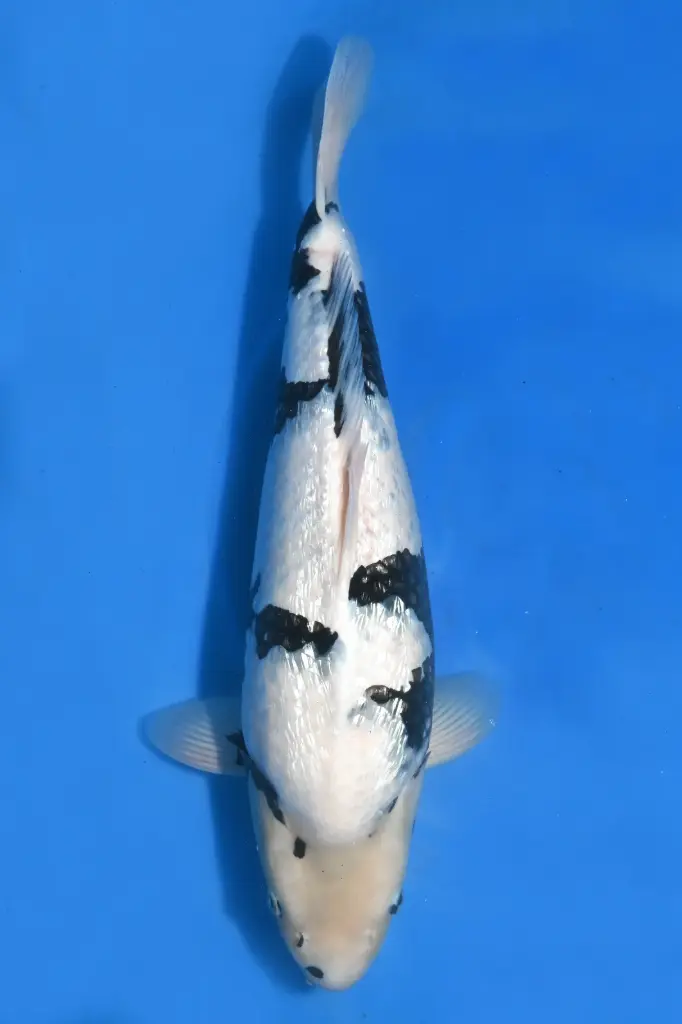 25SKZ008 - Ginrin Shiro Utsuri
