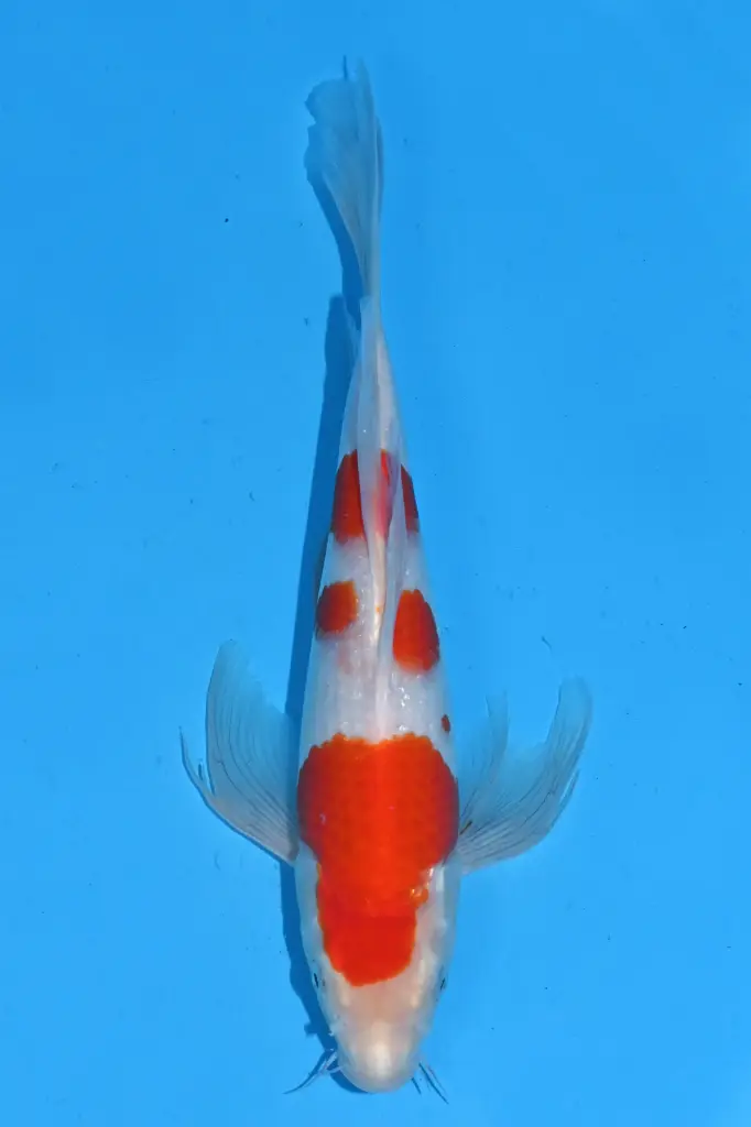 25SUD012 - Kohaku Butterfly