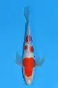 25SUD012 - Kohaku Butterfly
