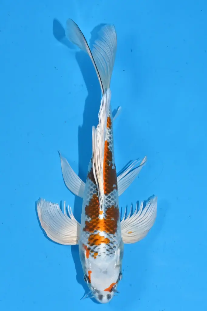 25SUD013 - Kujaku Butterfly