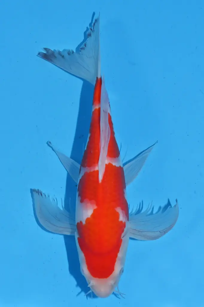 25SUD016 - Kohaku Butterfly