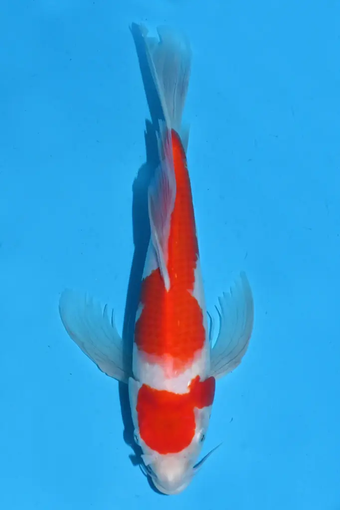 25SUD017 - Kohaku Butterfly