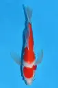 25SUD017 - Kohaku Butterfly