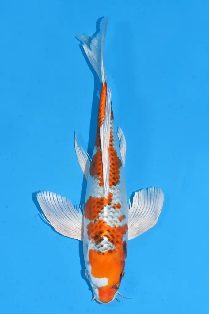 25SUD019 - Kujaku Butterfly