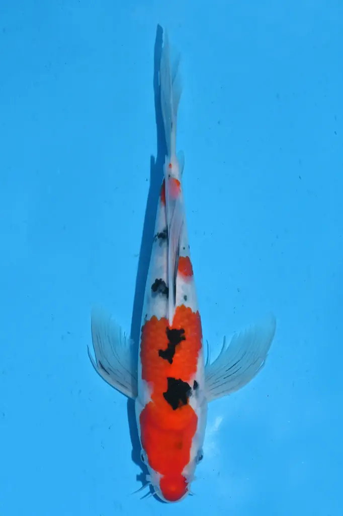 25SUD021 - Sanke Butterfly