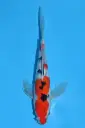 25SUD021 - Sanke Butterfly