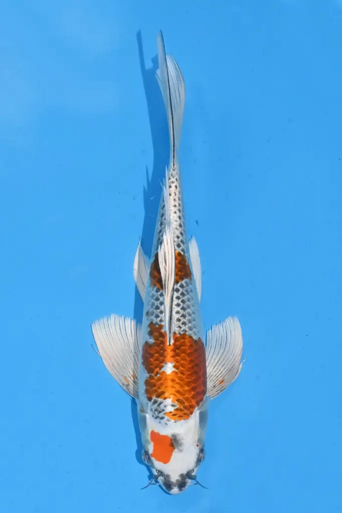 25SUD022 - Kujaku Butterfly