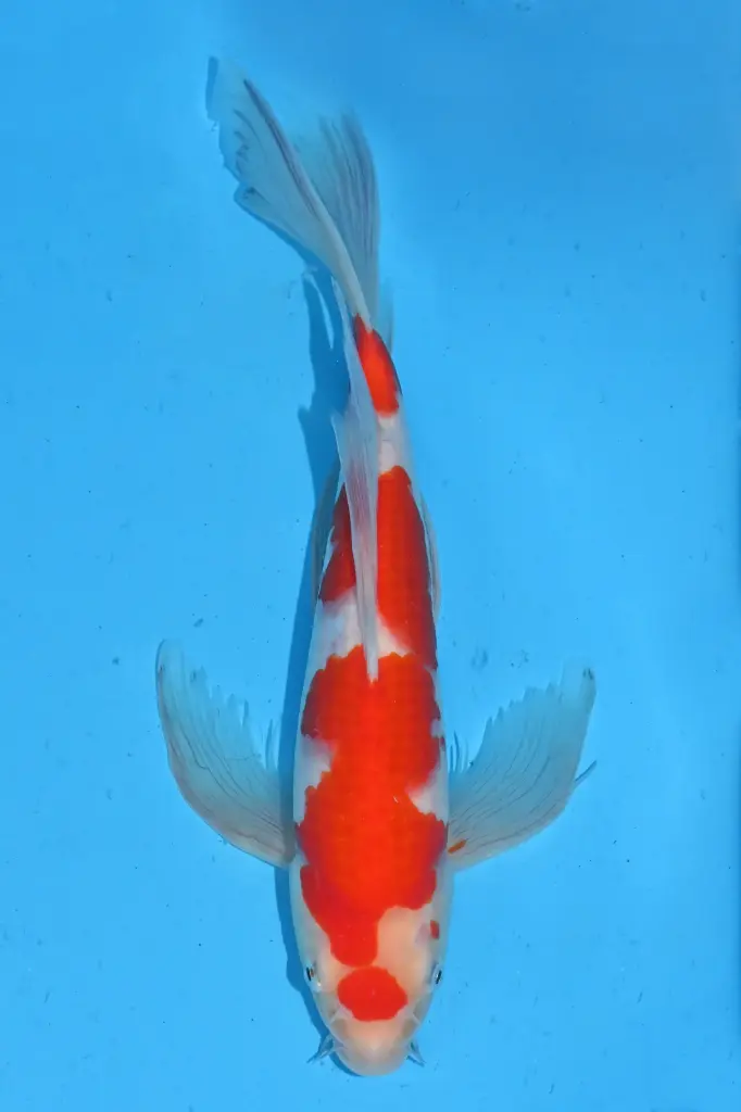 25SUD024 - Kohaku Butterfly