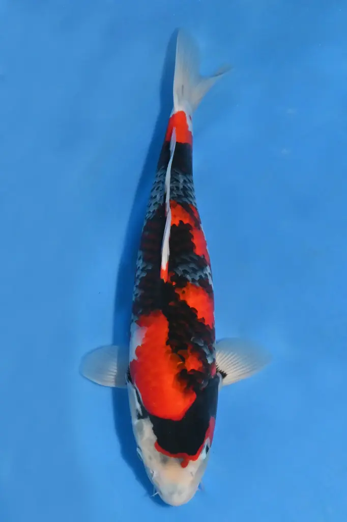 25YAG005 - Showa