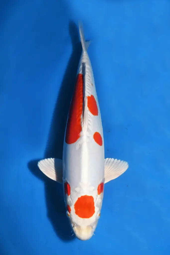 25YAM024 - Maruten Kikusui