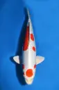 25YAM024 - Maruten Kikusui